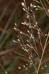 Florida dropseed